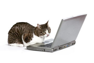 cat using computer