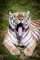 Tigre en train de bailler