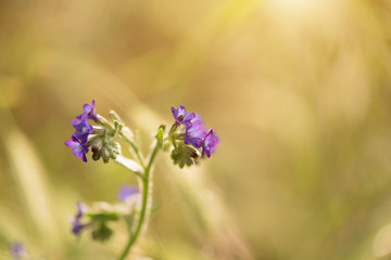 Plakat Closeup photo of purple flowers