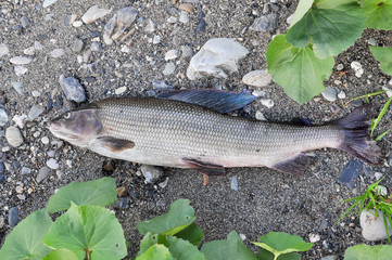 The European grayling.