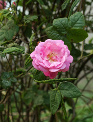 Beautiful pink wild rose