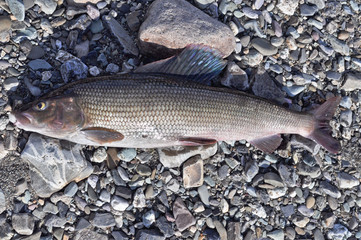 The European grayling.