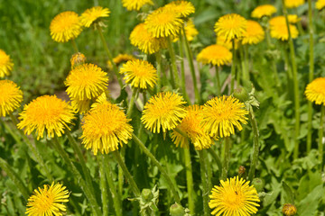 Blooming yellow dandelions in the spring meadow.