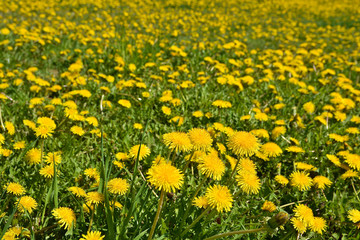 Fototapeta premium Blooming yellow dandelions in the spring meadow.