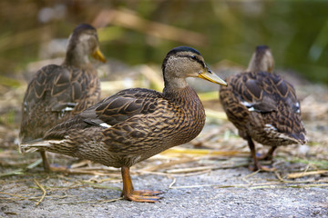 Three Mallard Ducks
