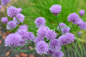 Ciboulette en fleurs