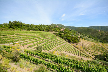 Fototapeta na wymiar Old vineyard in the tuscany winegrowing area, Italy Europe