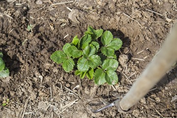 Pitchfork near strawberry