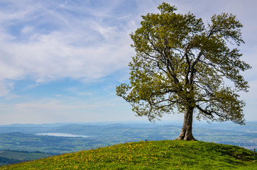 Tree on a hill