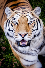 Portrait de tigre