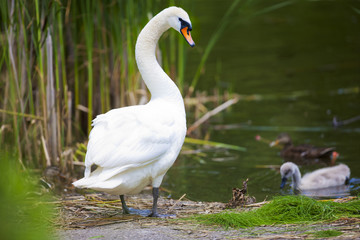 swan walking into pond