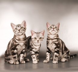 Fototapeta na wymiar American shorthaired kittens on silver background