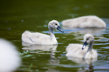 Baby Swans on the Water