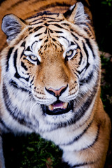 Tigre
