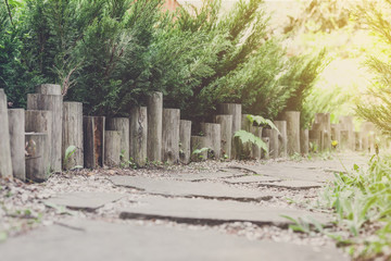 Landscape design, evergreen bushes and path