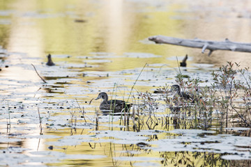 ducks in a colorful river