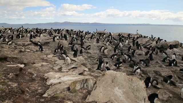 A pan shot of a Rockhopper penguin colony