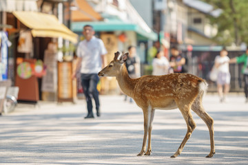 Small deer in the streets of Miyajima island, Japan