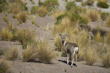 Fototapeta premium Female North Andean Deer (Hippocamelus antisensis) on the altiplano in Lauca National Park, northern Chile.
