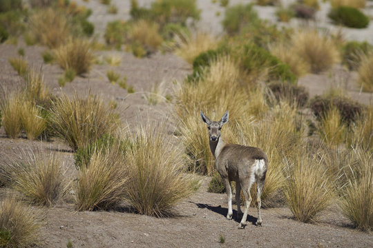 Fototapeta Female North Andean Deer (Hippocamelus antisensis) on the altiplano in Lauca National Park, northern Chile.