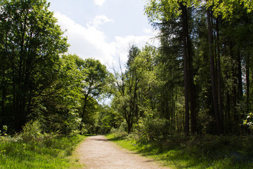 Fototapeta na wymiar Countryside walk with path winding through trees
