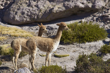 Young vicuna (Vicugna vicugna) in Lauca National Park on the Altiplano of north east Chile.