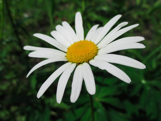 Fototapeta premium White daisy close-up
