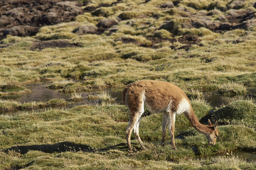 Adult vicuna (Vicugna vicugna) grazing in a wetland in Lauca National Park on the Altiplano of north east Chile.