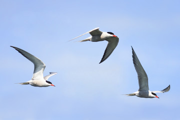 birds white seagulls in flight on a blue sky background