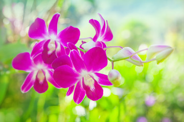 Orchids