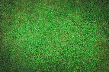 Printed kitchen splashbacks Grass Background of grass field with green clover
