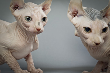 elf cat close up