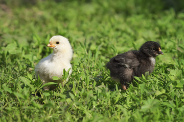 two cute funny little black and white chicken walking on green grass