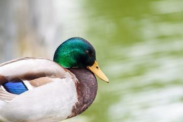 Obraz premium Wild Duck Portrait Close Up