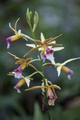 Fototapeta na wymiar Phaius tancarvilleae. Orchid plant in a park in Barcelona.
