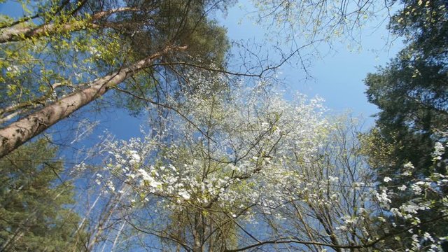 Looking up under the canopy of a plum tree.