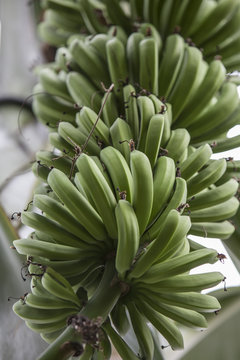 banana plant in a park in Barcelona.