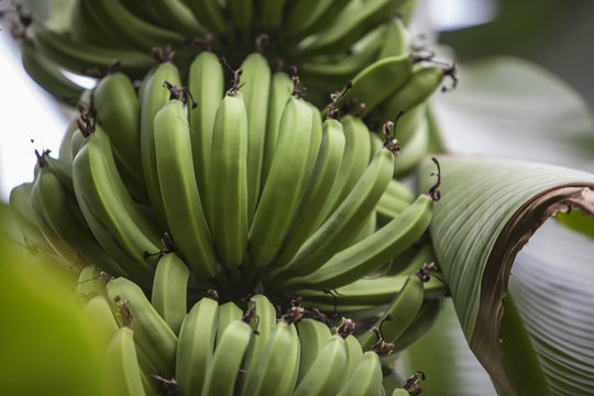 banana plant in a park in Barcelona.