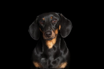 Teckel en studio sur fond noir