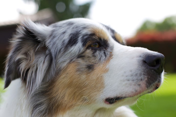 Australian Shepherd Kopf 