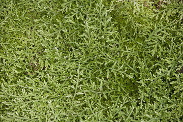 Selaginella serpens. plant in a park in Barcelona.