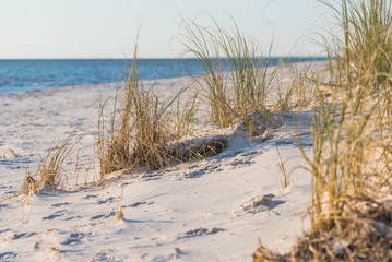 Beach grass