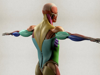 Human anatomy muscle groups. Muscle layout and location shown in different colours/colors. 3d illustration.