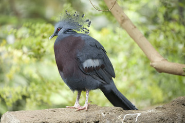 unique crown