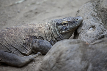 komodo dragon