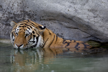 tiger cooling down in a pond