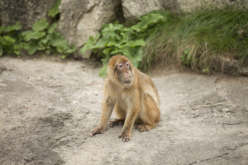 macaque sitting on pavement