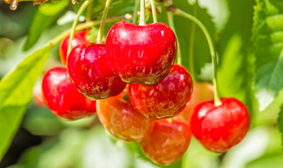 Red berries of a sweet cherry on a branch, close-up
