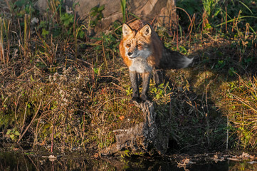 Red Fox (Vulpes vulpes) Looks Out