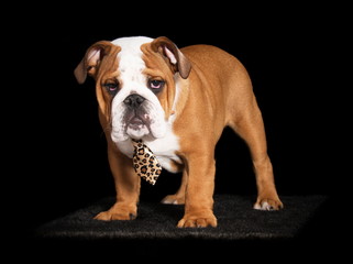 Chiot Bulldog anglais en studio sur fond noir